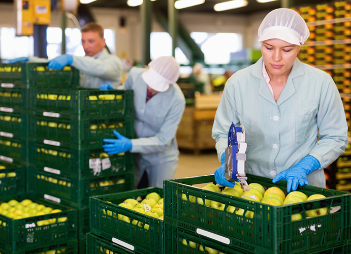 Labelling fruit in packing warehouse
