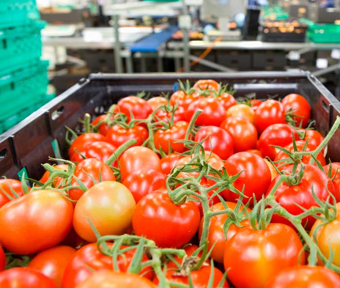 Tomatoes on factory floor